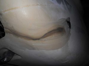 fibreglass_repair_15